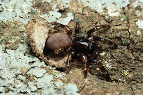 This type of trapdoor spider, found in South Africa, is in the same family as the one found in the caves of Malaysia.