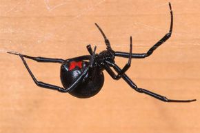 black widow spider on mirror