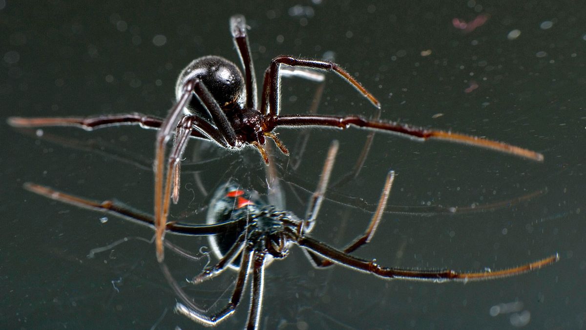 4 misconceptions about the black widow spider - CBS News