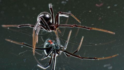 10 Amazing, Beautiful, TERRIFYING Spiders - Vimarsana News