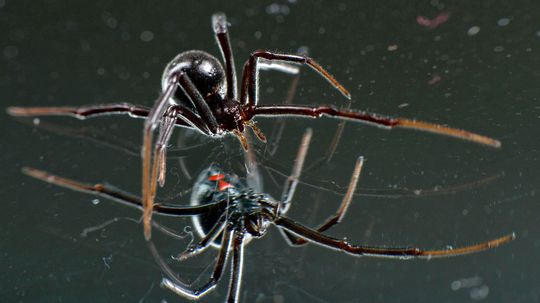 10 Amazing, Beautiful, TERRIFYING Spiders