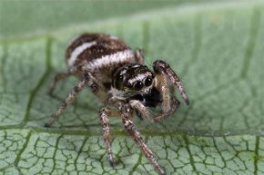 The jumping zebra spider has eight eyes arranged in three rows; the main two are extremely large and are used for binocular vision.