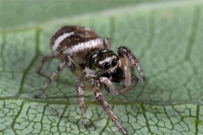 4 misconceptions about the black widow spider - CBS News