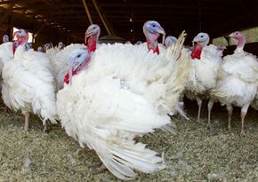 Thanksgiving turkeys