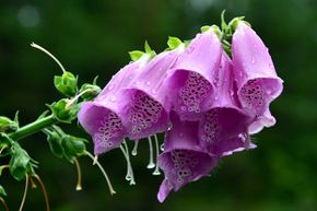 Foxgloves are used to make the heart medication digitalis