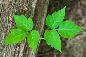 毒葛may resemble Virginia creeper so one way to keep them straight is this rhyme: "Leaves of three, let them be."”border=