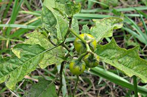 Horse nettle fruit is typically yellow or green in color, and shaped like a cherry tomato.