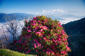 最有毒的杜鹃花的一部分是花蜜。”border=