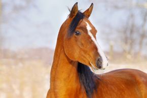 Arabians, like this bay-colored horse, and other members of the Oriental horse group, provided the foundation and quickness of the Thoroughbred breed.