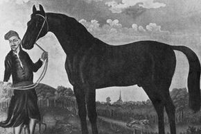A circa 1690 painting of the foundation sire the Byerly Turk, shortly after he was captured and kept by Robert Byerley.