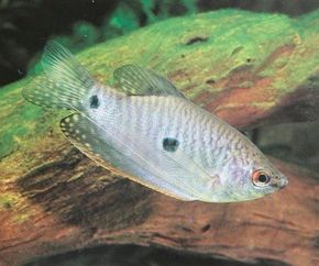 three-spot gourami