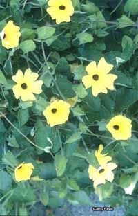 Thunbergia, also known as black-eyed Susan vine or clock vine, is a yellow annual flower.