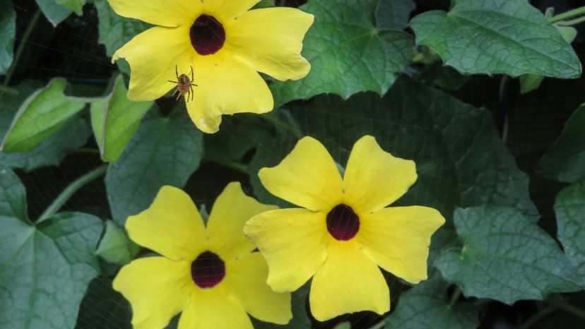 A yellow plant with black center