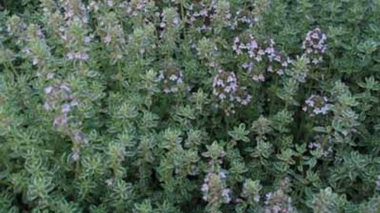 Thyme: A Portrait of a Perennial Herb