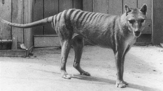 Real Life 'Jurassic Park'? Scientists Work to Bring Back Extinct Thylacine