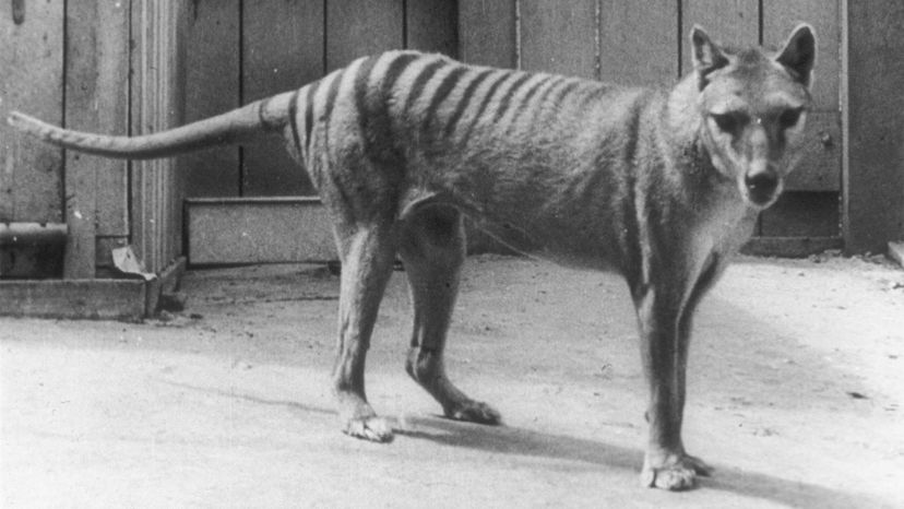 thylacine	