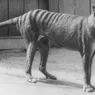 Real Life 'Jurassic Park'? Scientists Work to Bring Back Extinct Thylacine