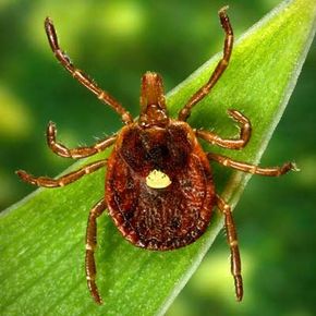 A female lone star tick, Amblyomma americanum. See more pictures of arachnids.