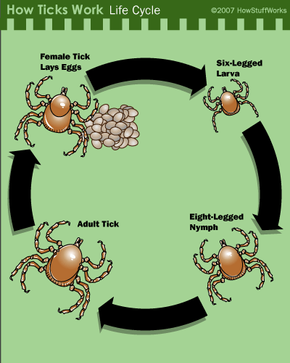 tick reproduction