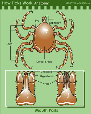 Tick anatomy, including the piercing mouthparts.