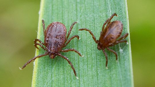 How Ticks Work