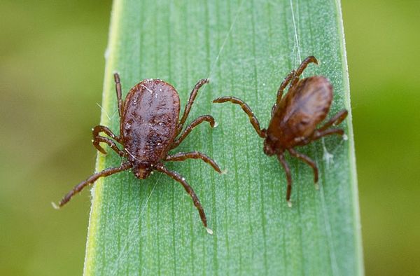 ticks, lyme disease