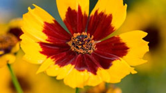 Top 5 Perennials for the South