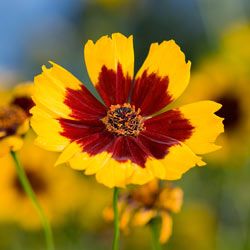 A coreopsis tinctoria captures morning light in a beatiful late summer meadow.