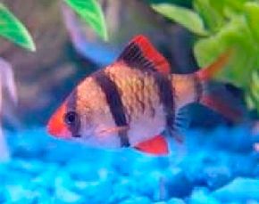 Tiger Barb -- barbus tetrazona See more aquarium fish pictures.