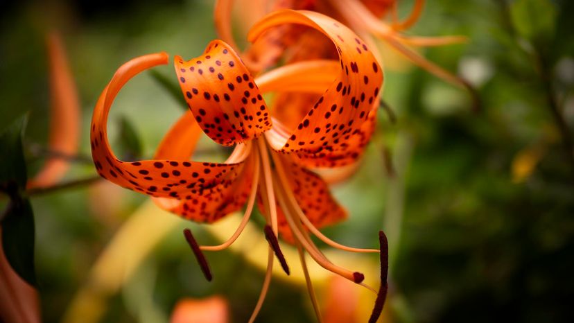 A close-up of a tiger lily blooming.