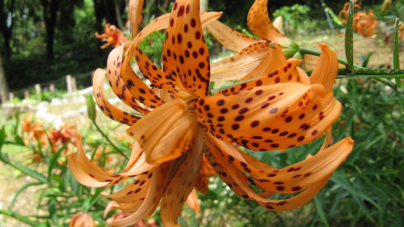 A light orange, spotted tiger lily growing outdoors.