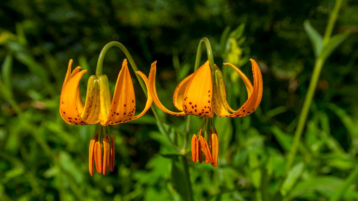 tiger lily flowers images