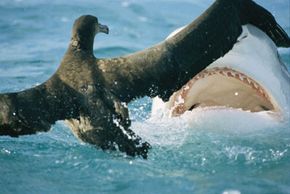 Fact File: Tiger shark (Galeocerdo cuvier)- Australian Geographic