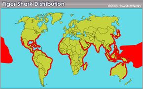 Tiger sharks lurk in the waters shaded red.