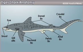 Anatomy of a tiger shark 