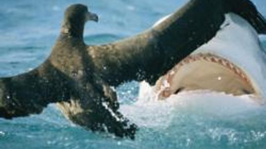 Amazing Animals: Tiger Shark Quiz