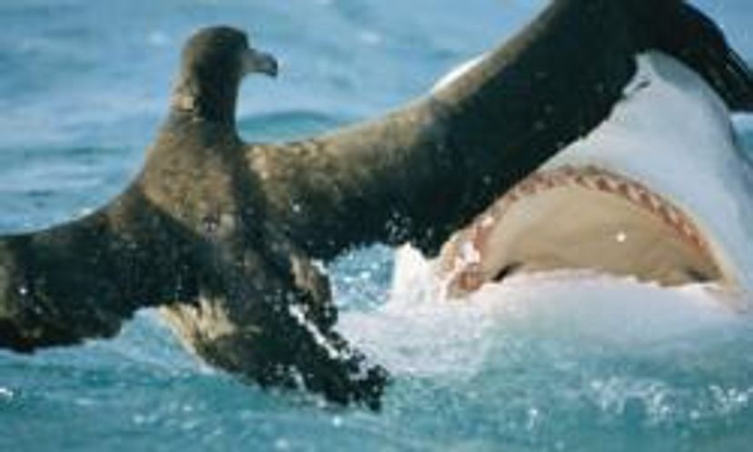 Amazing Animals: Tiger Shark Quiz