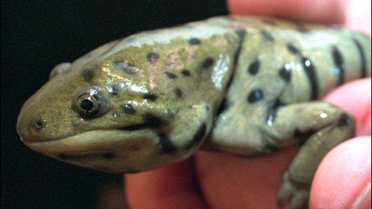 Tiger Salamander