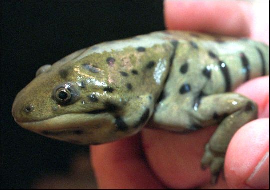 Tiger Salamander