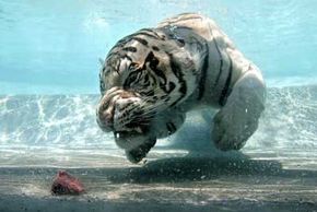 white tigers underwater