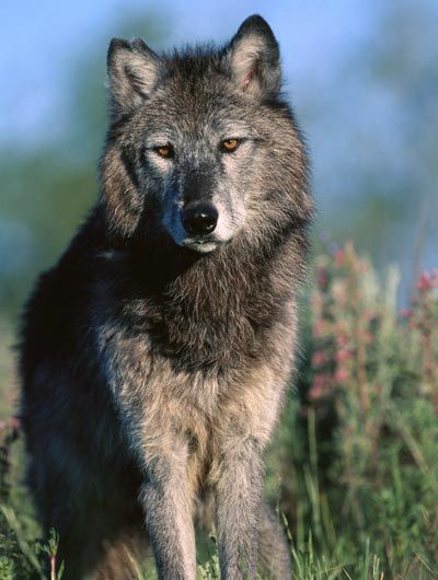 Timber Wolf