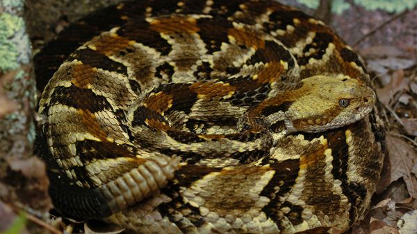 timber rattlesnake