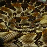 The Highly Venomous Timber Rattlesnake Is an American Icon