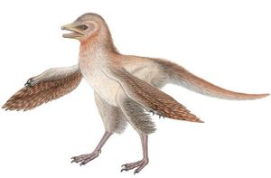 tiny feathered dinosaur, Eosinopteryx brevipenna