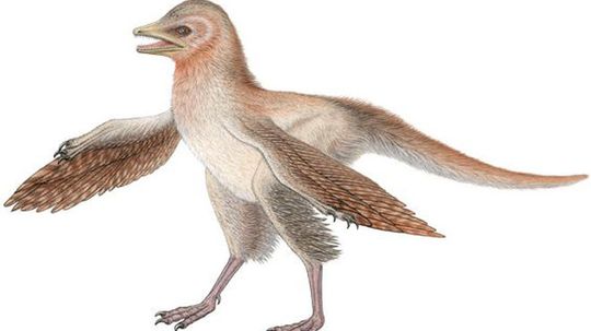 Did dinosaurs have feathers?