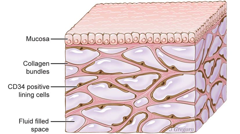 tissue, organ