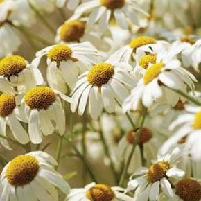 Chamomile is known for its natural soothing properties and is an ingredient in many herbal supplements.