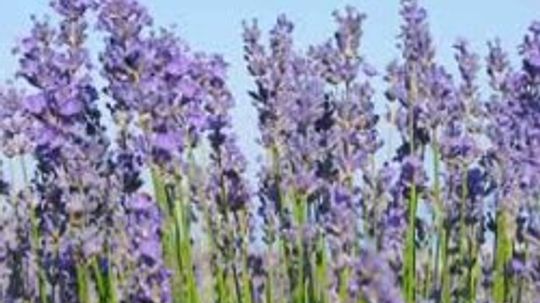 Can lavender plants cause allergies?