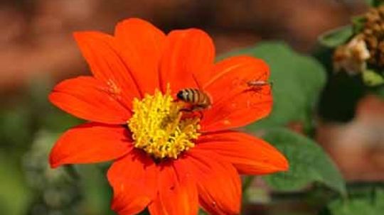 Tithonia，墨西哥向日葵＂border=