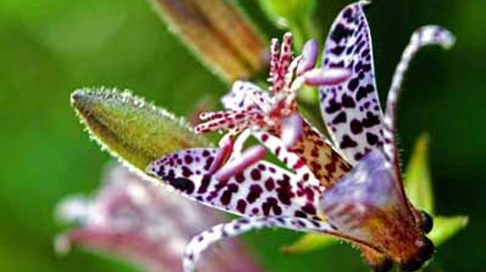 Toad Lily